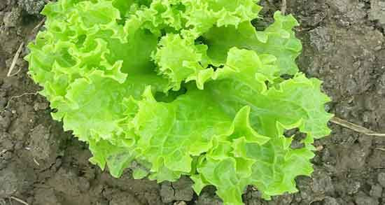 تصویر 1 از خرید و قیمت کاهو فرانسوی + فروش عمده